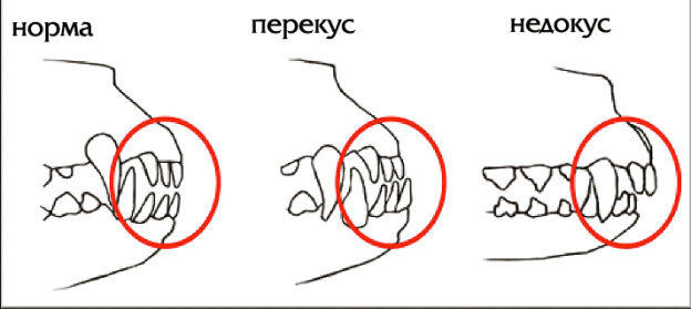 Название зубов собаки схема